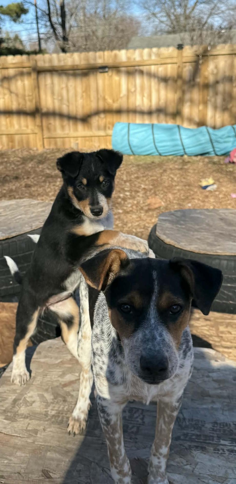 Enlarge Jimmy SWEETEST BOY!, a Adoptable mixed breed in North Freedom, WI image 2/6