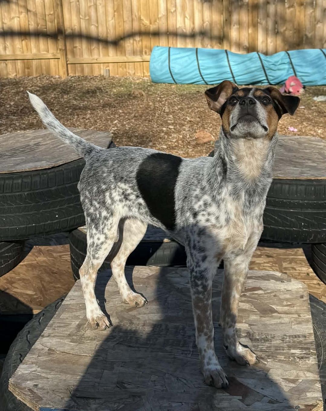 Enlarge Jimmy SWEETEST BOY!, a Adoptable mixed breed in North Freedom, WI image 3/6