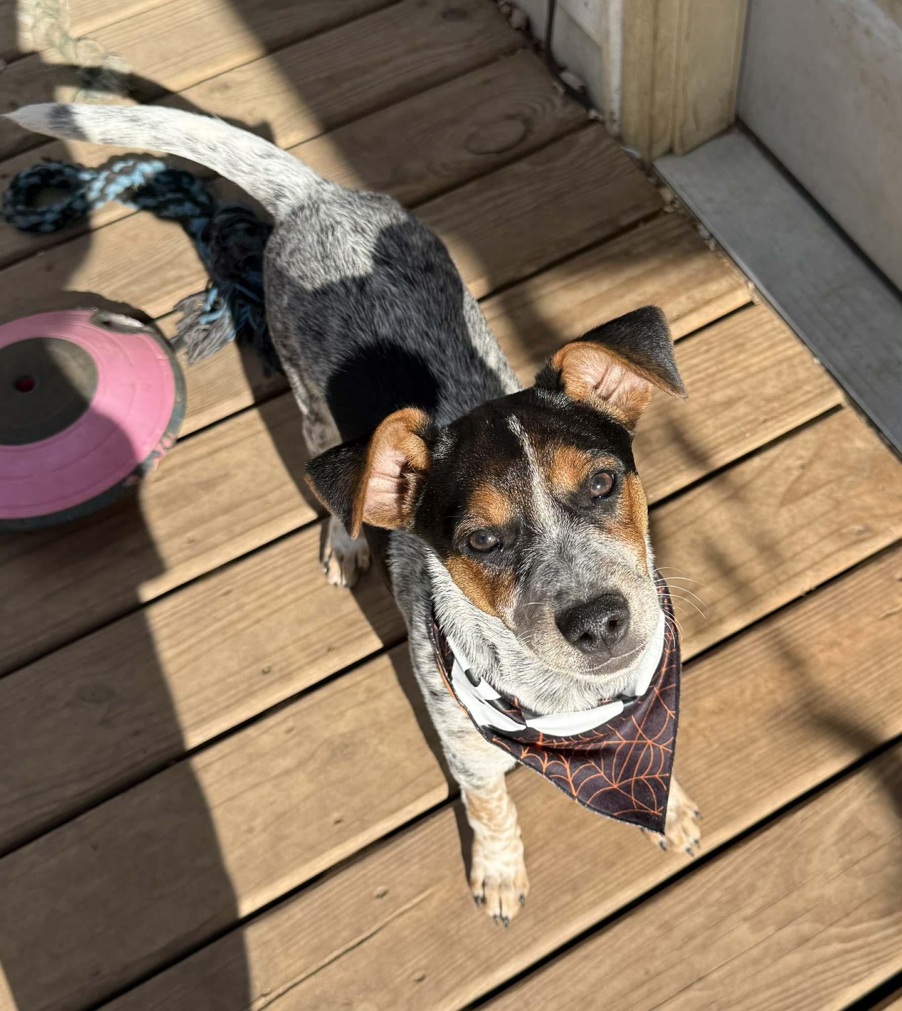 Enlarge Jimmy SWEETEST BOY!, a Adoptable mixed breed in North Freedom, WI image 4/6