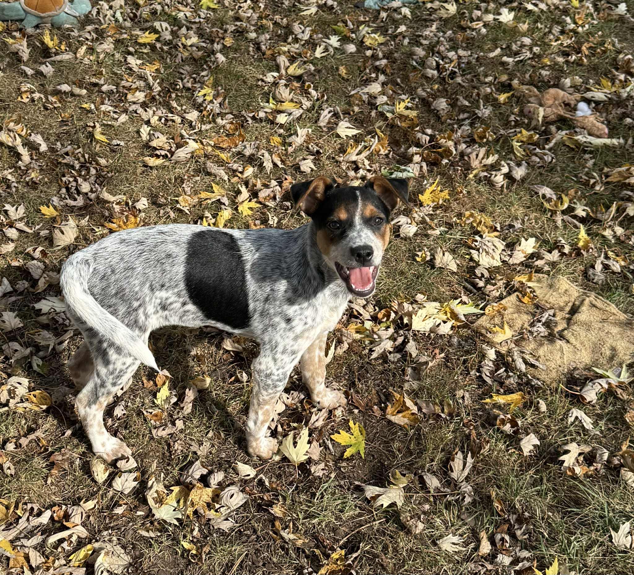 Jimmy SWEETEST BOY!, Adoptable, Puppy Male Australian Cattle Dog / Blue Heeler & Jack Russell Terrier.