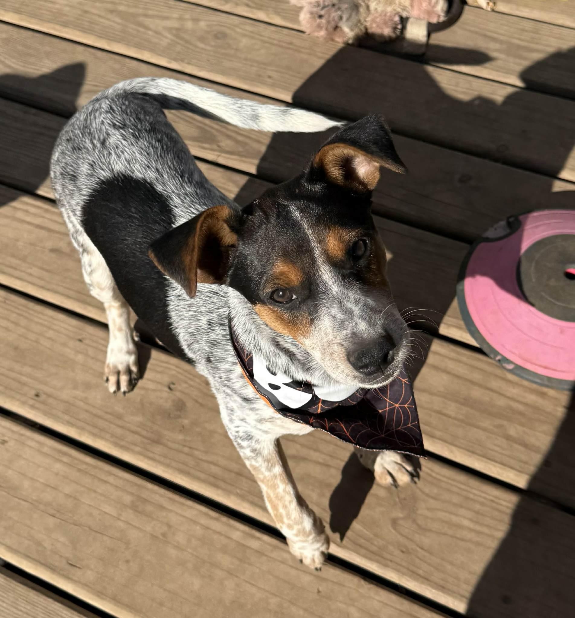 Enlarge Jimmy SWEETEST BOY!, a Adoptable mixed breed in North Freedom, WI image 6/6