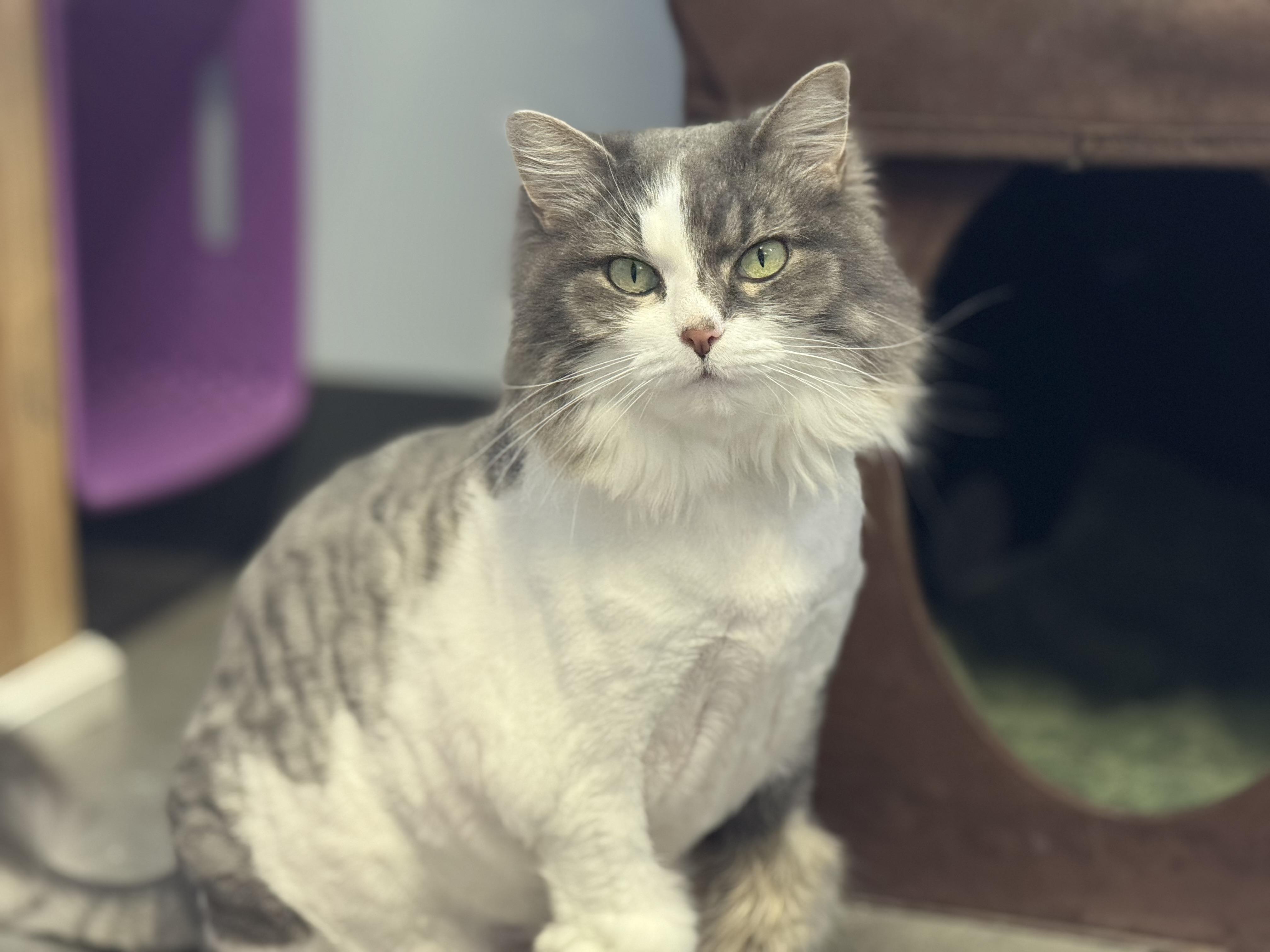 Baby, Adult Female Domestic Long Hair