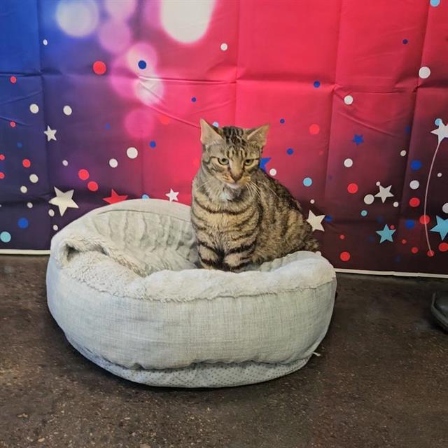 A011242, Adoptable, Young Male Domestic Short Hair.