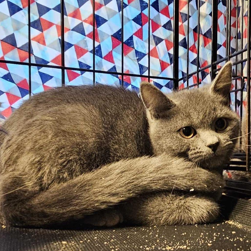 Enlarge Jolene FC Sandy T, a Adoptable Domestic Short Hair in Union, MO image 1/1