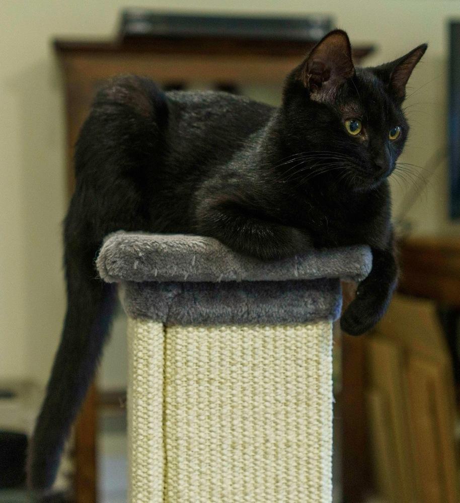Coal, Adoptable, Kitten Female Domestic Short Hair.