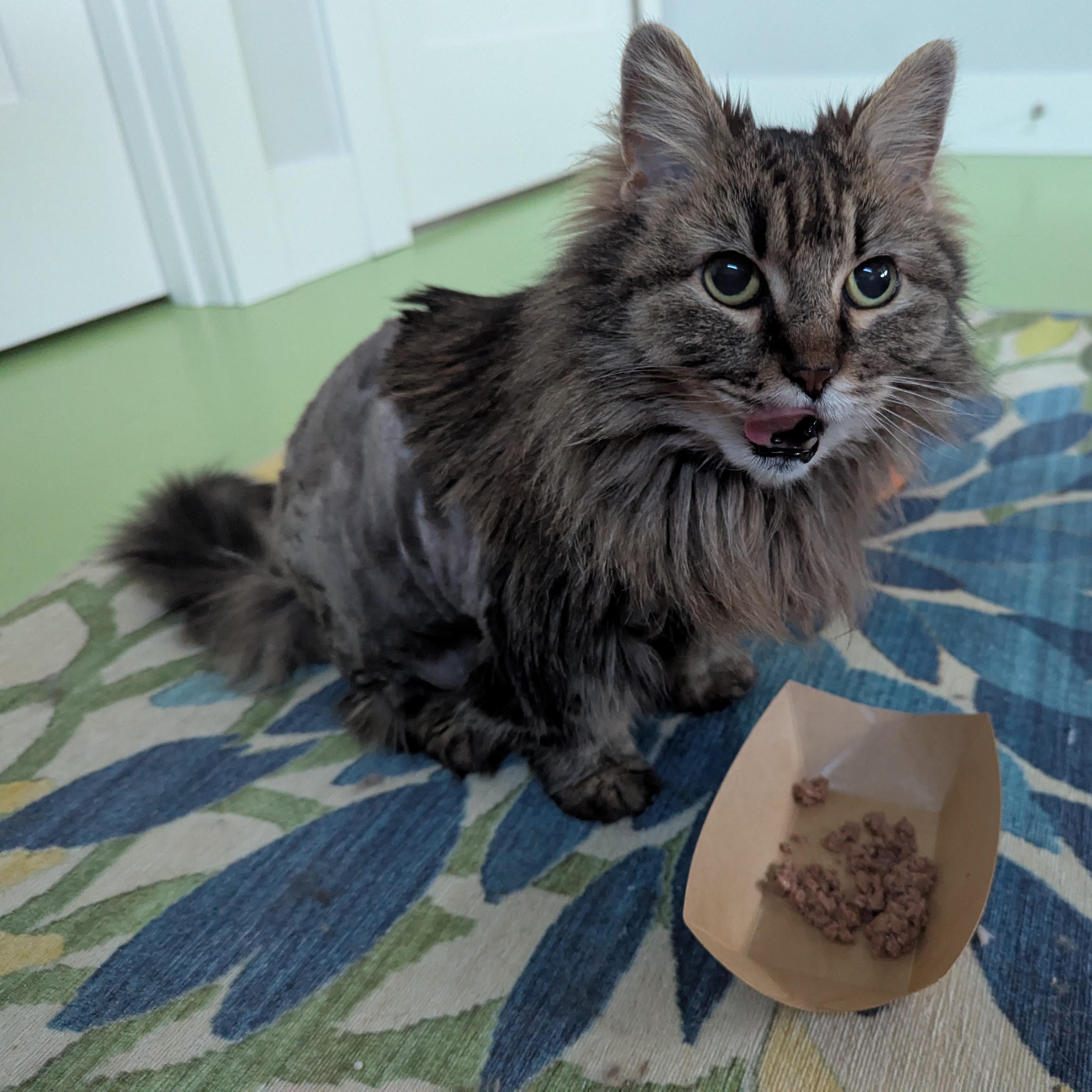 Bella, ADOPTABLE, Senior Female Domestic Long Hair.