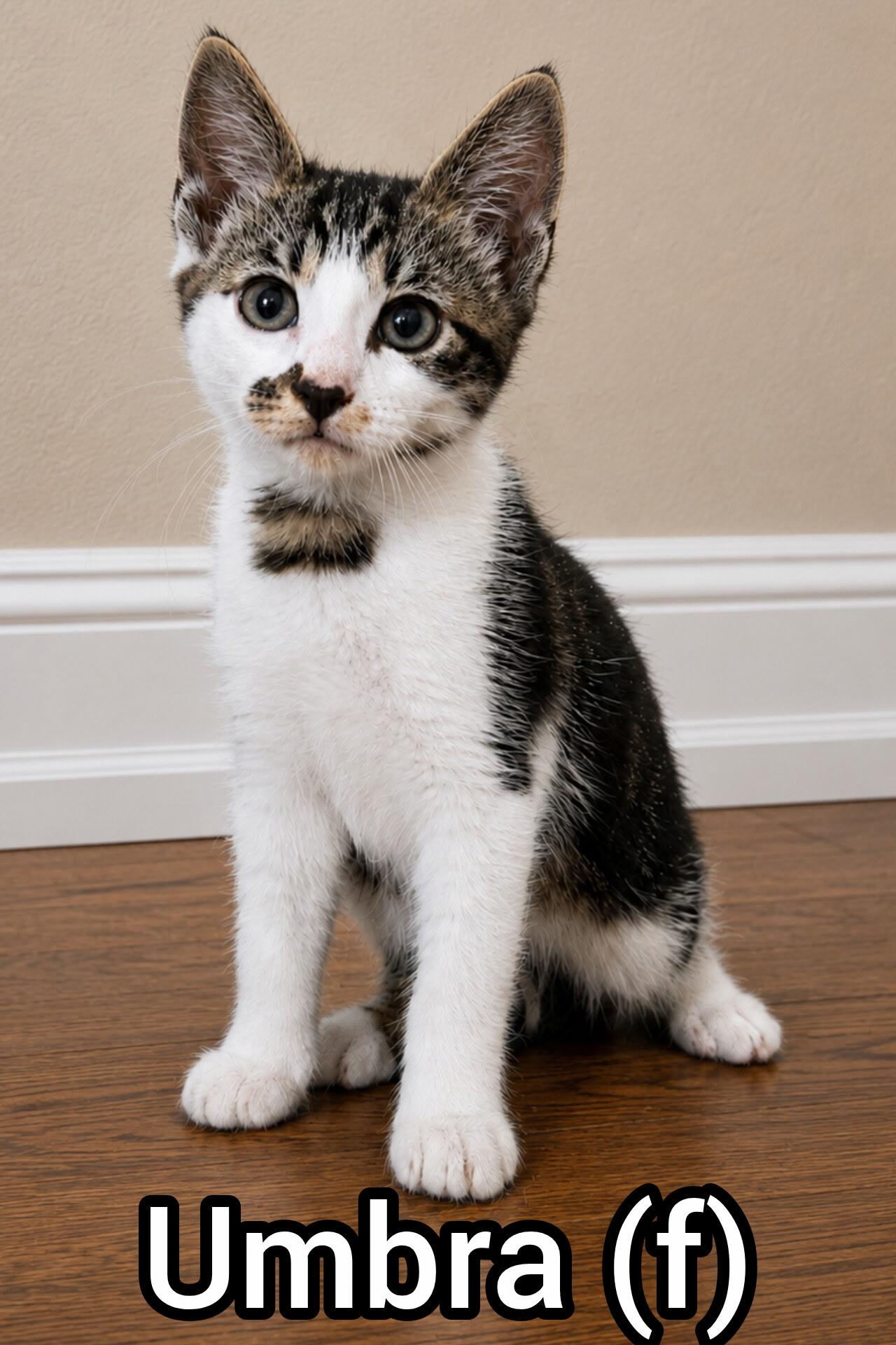 Umbra -Preadoption ONLY, Adoptable, Kitten Female Domestic Short Hair.