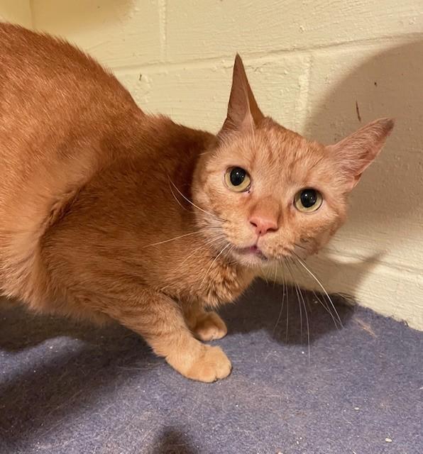 Race (LE), a Adoptable Domestic Short Hair in Little Falls, NJ image 1/2