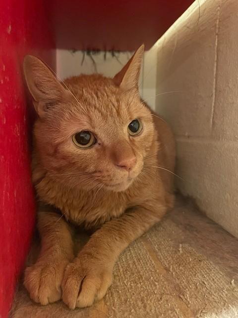 Race (LE), a Adoptable Domestic Short Hair in Little Falls, NJ image 2/2