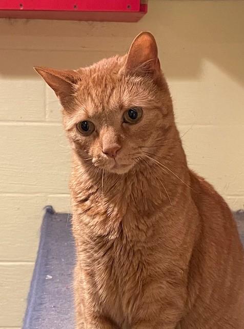 Race (LE), Adoptable, Adult Male Domestic Short Hair.