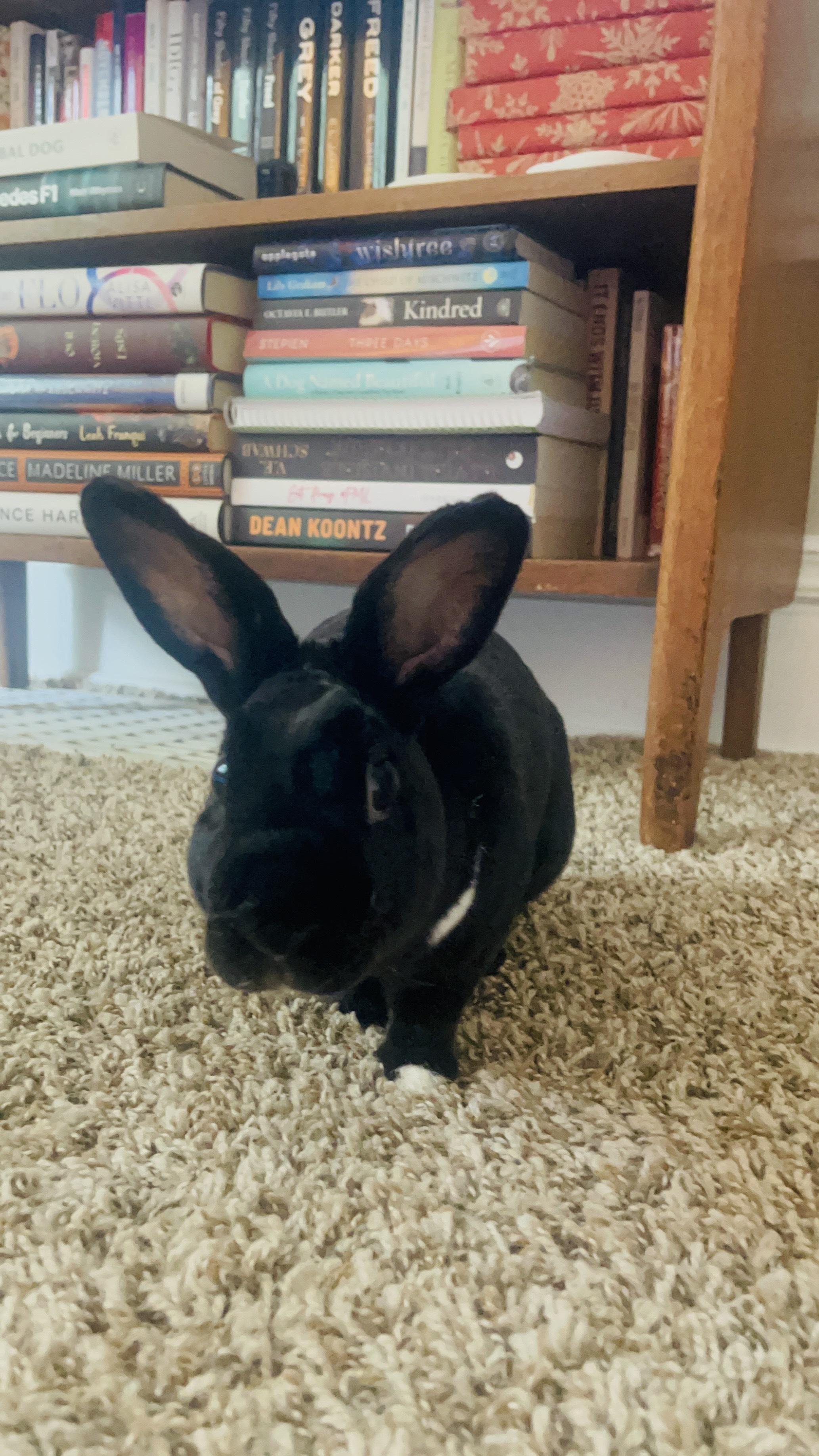 Alexis, Young Female Mini Rex