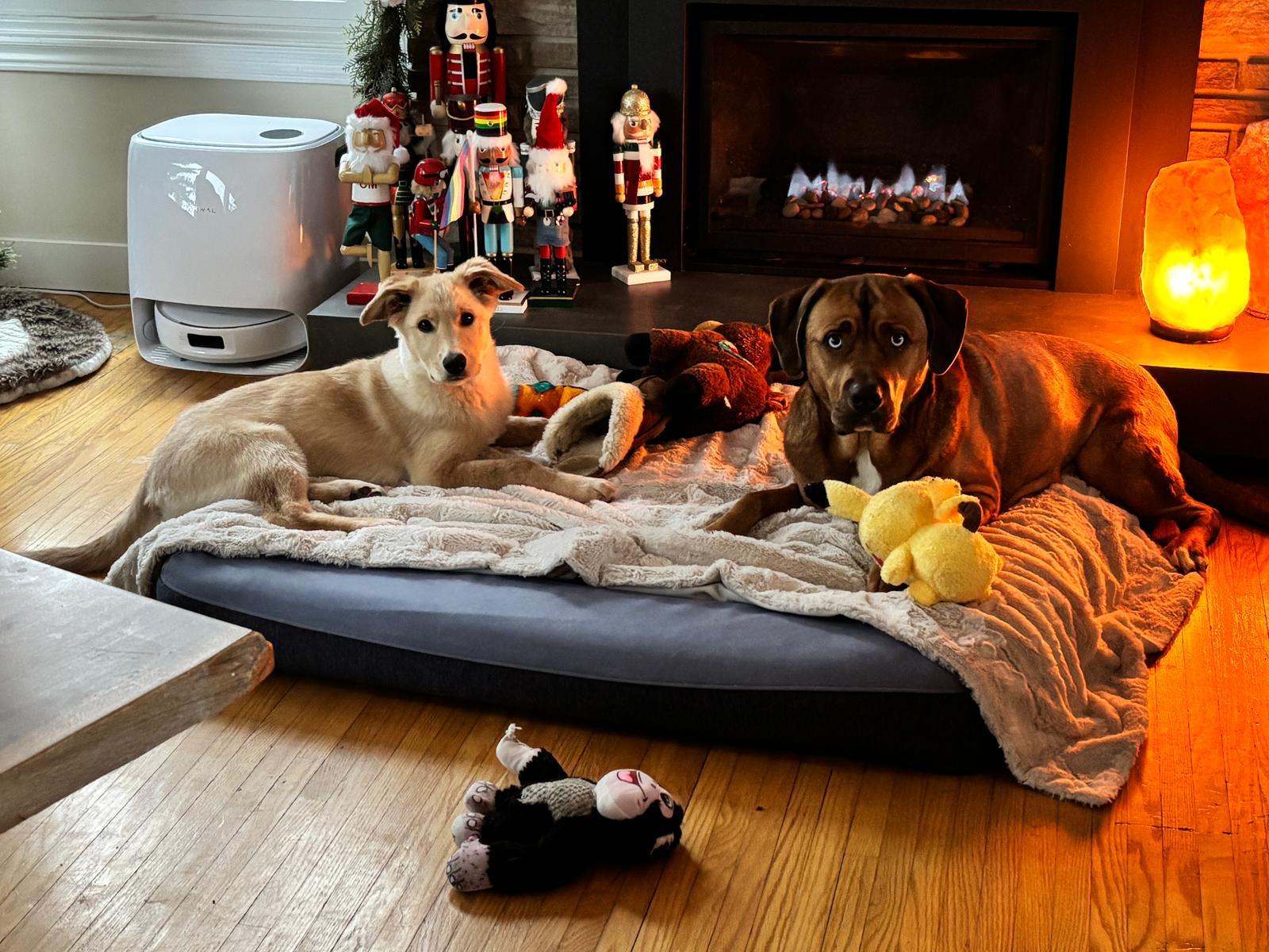 Enlarge Gnocchi, a Adoptable mixed breed in Oakville, ON image 3/4