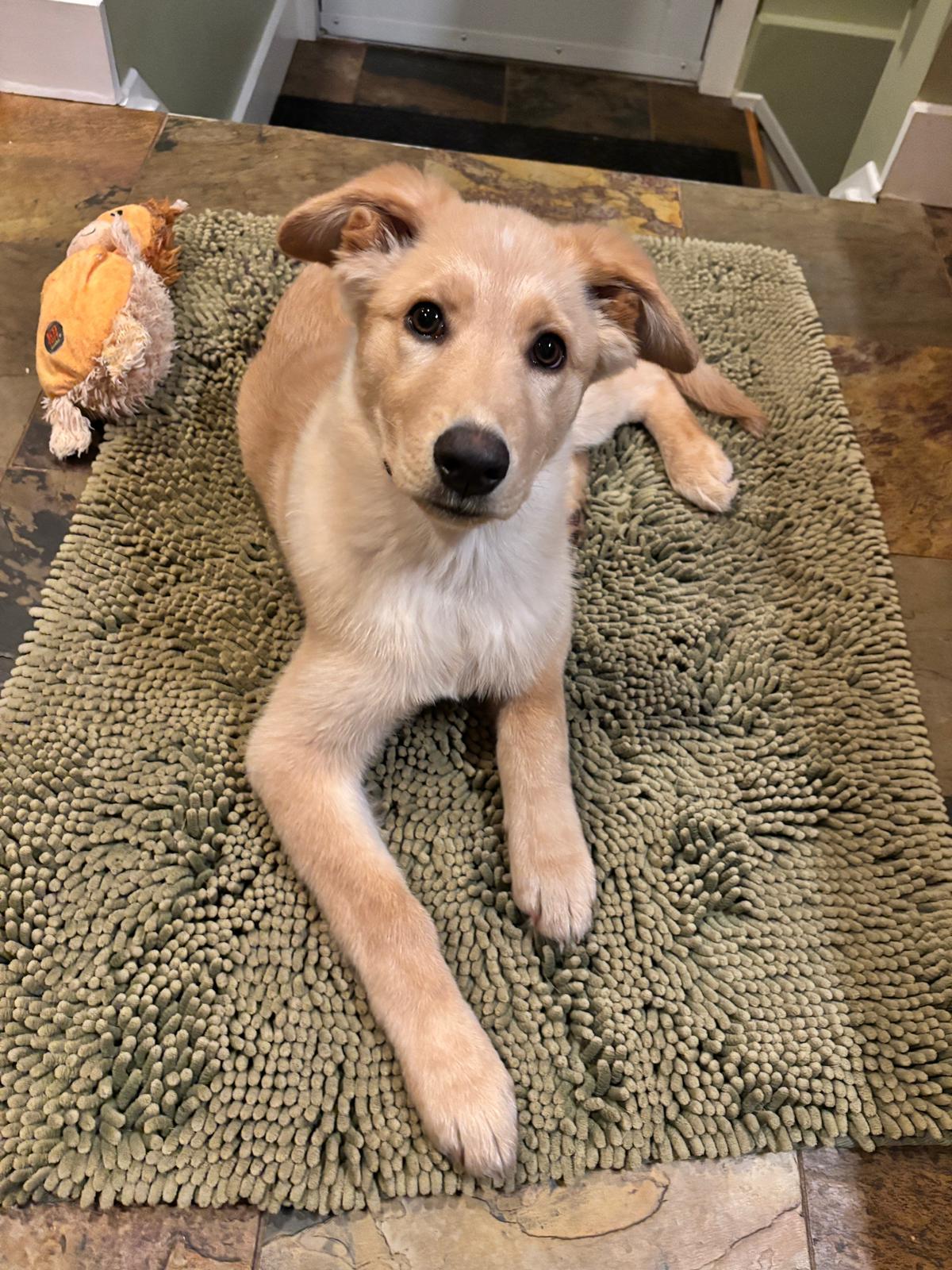 Enlarge Gnocchi, a Adoptable mixed breed in Oakville, ON image 4/4