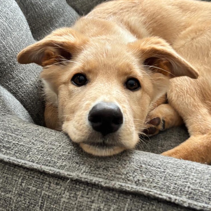 Gnocchi, Adoptable, Puppy Female Shepherd.