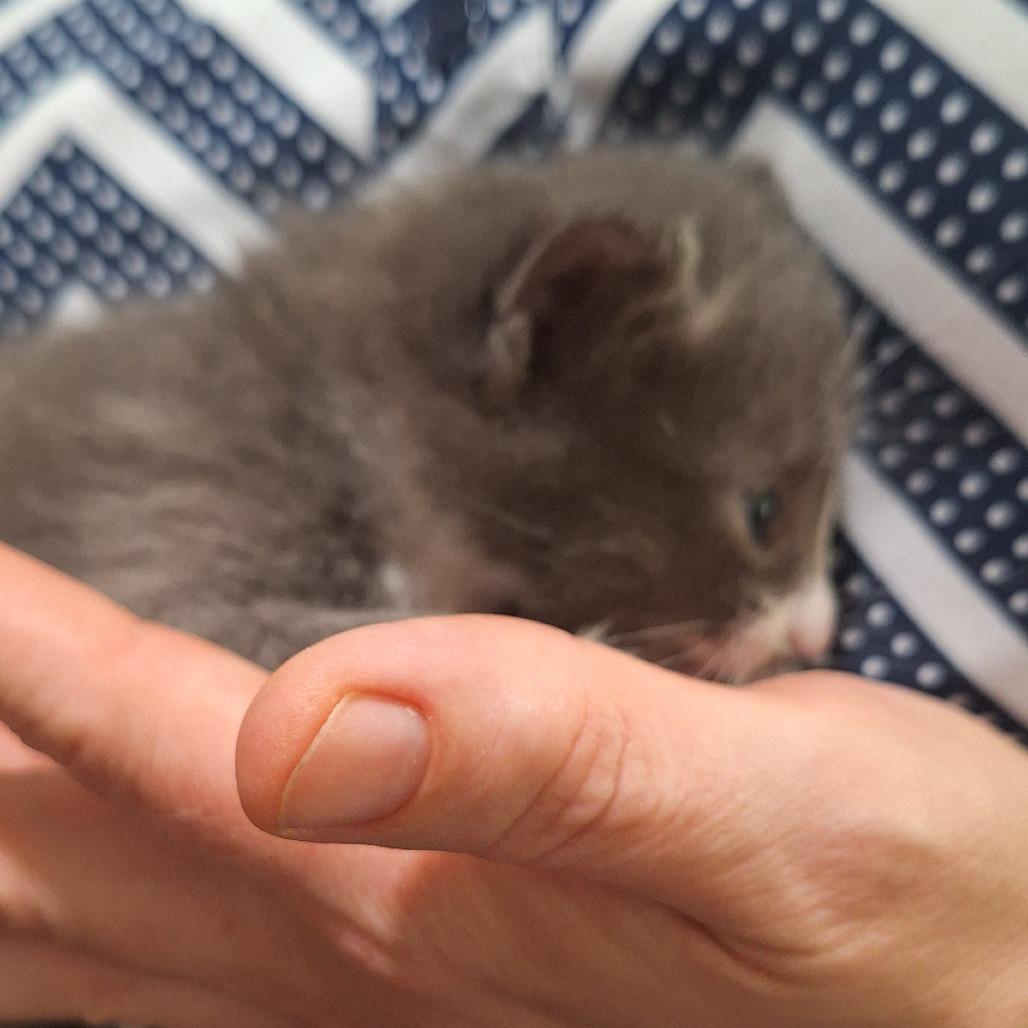 Eevee, Adoptable, Kitten Male Domestic Medium Hair & Domestic Medium Hair.