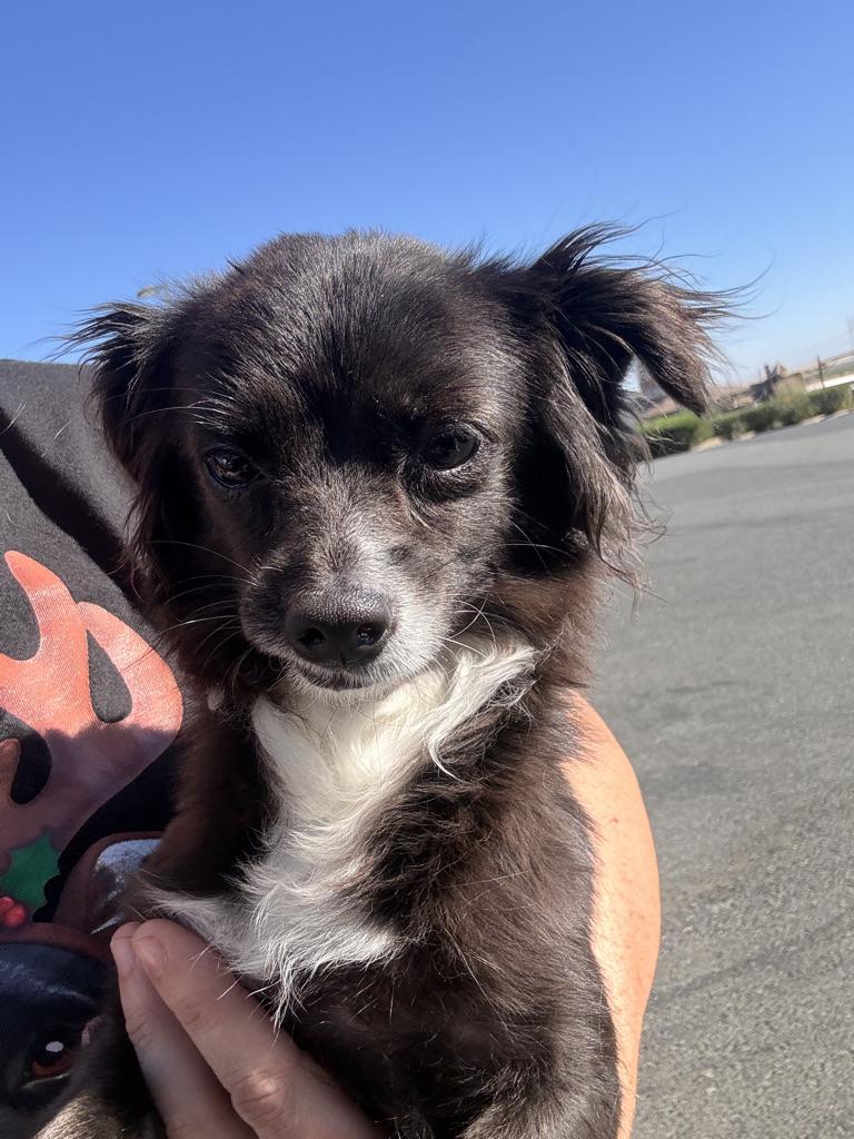 Enlarge BELLE, a Adoptable mixed breed in Arroyo Grande, CA image 5/6