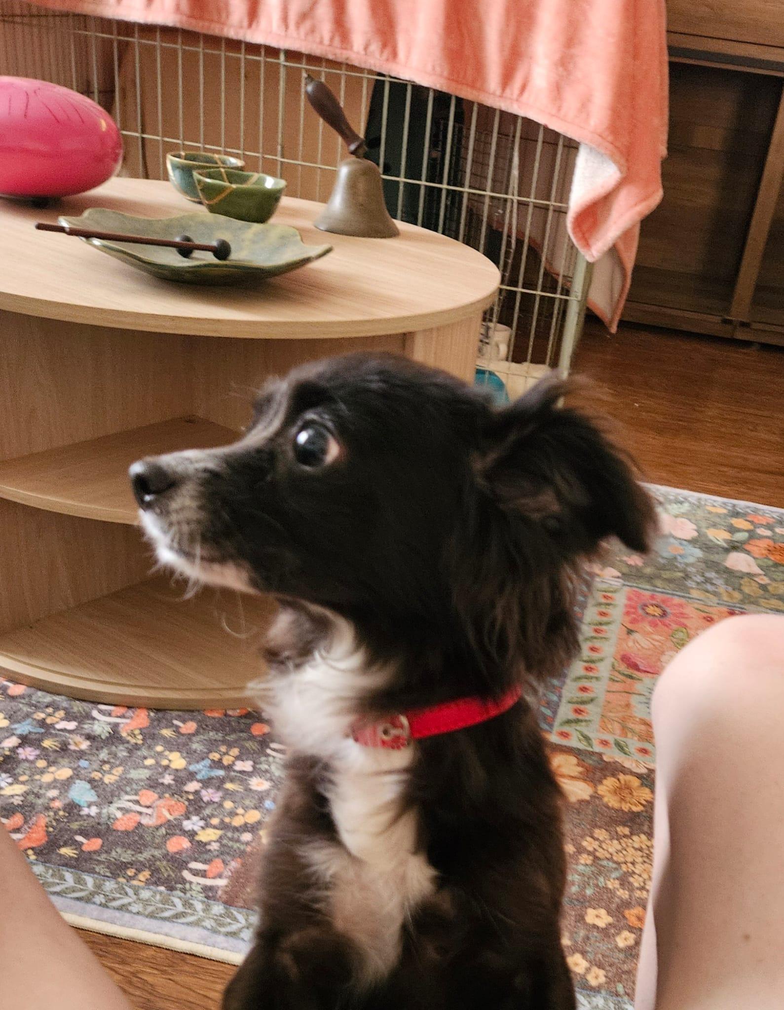Enlarge BELLE, a Adoptable mixed breed in Arroyo Grande, CA image 2/6