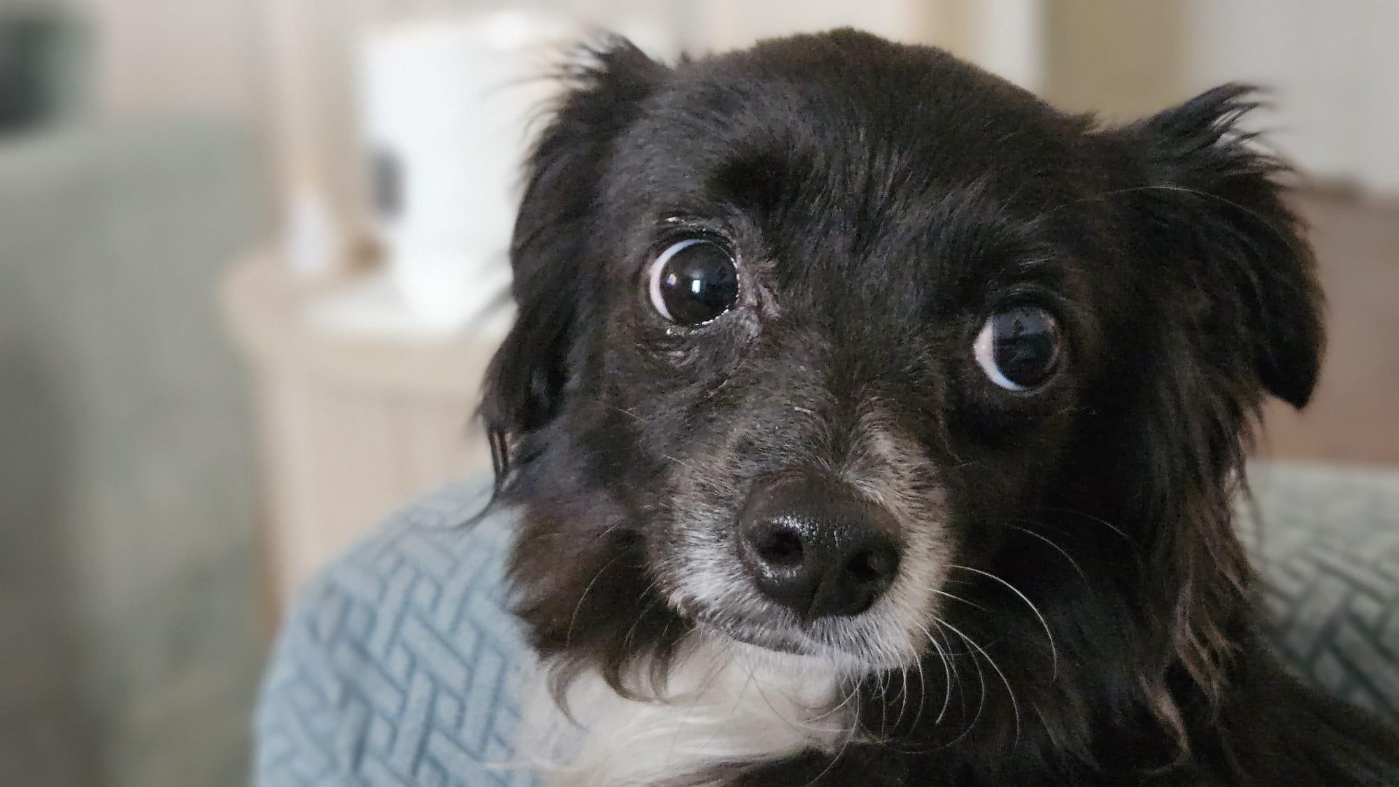 Enlarge BELLE, a Adoptable mixed breed in Arroyo Grande, CA image 3/6