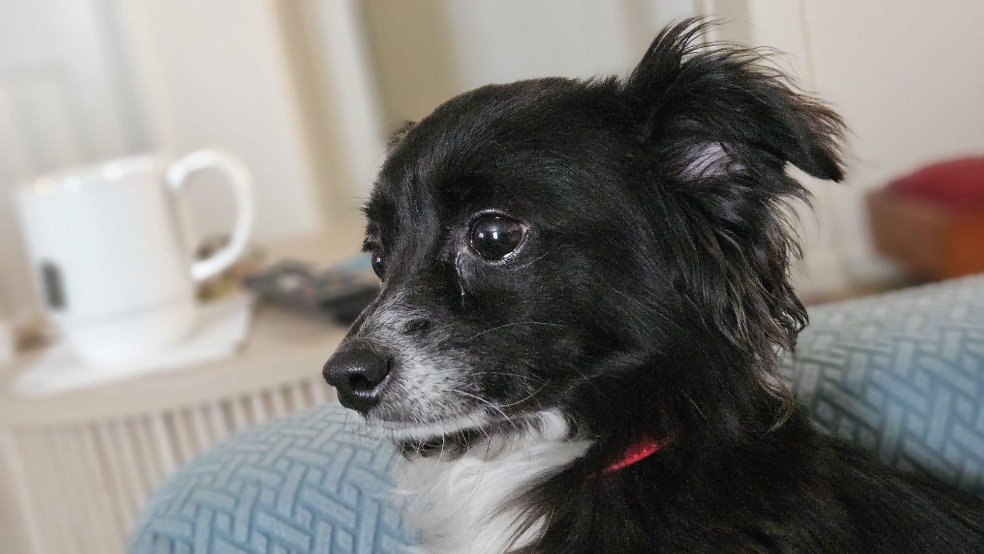 Enlarge BELLE, a Adoptable mixed breed in Arroyo Grande, CA image 6/6
