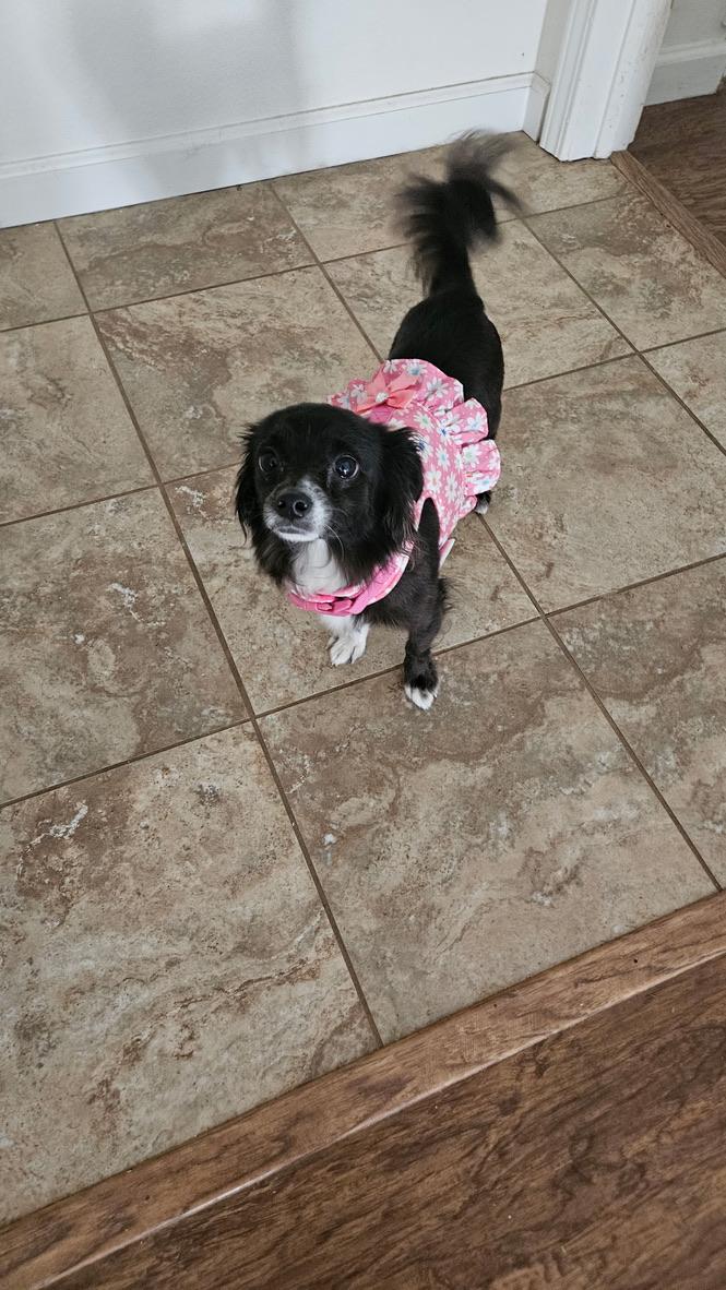 BELLE, Adoptable, Adult Female Papillon & Chihuahua.