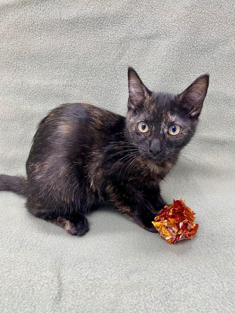 Maple, Adoptable, Kitten Female Tortoiseshell.