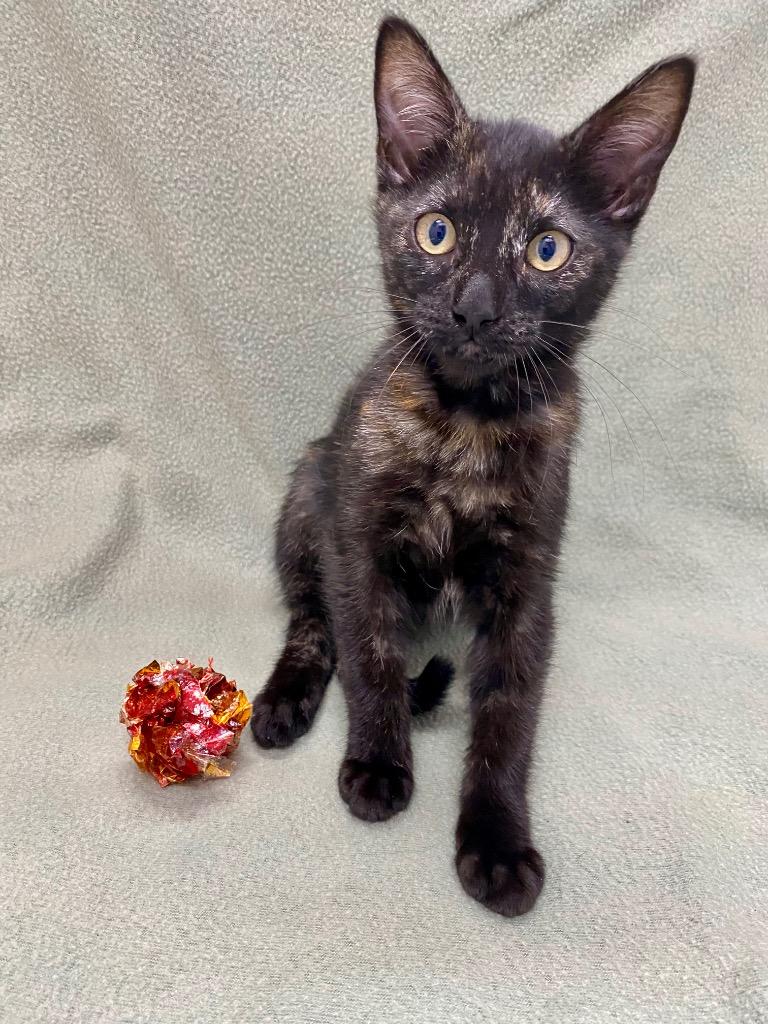Enlarge Maple, a Adoptable Tortoiseshell in Grants Pass, OR image 2/2