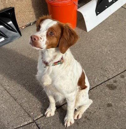 Enlarge Rover, a Adopted Brittany Spaniel in Brooklyn Center, MN image 1/2