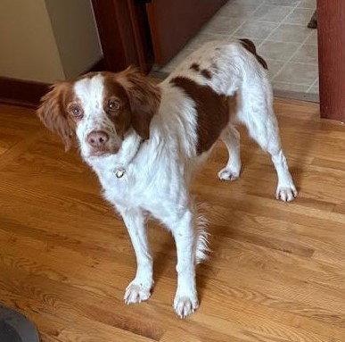 Enlarge Rover, a Adopted Brittany Spaniel in Brooklyn Center, MN image 2/2