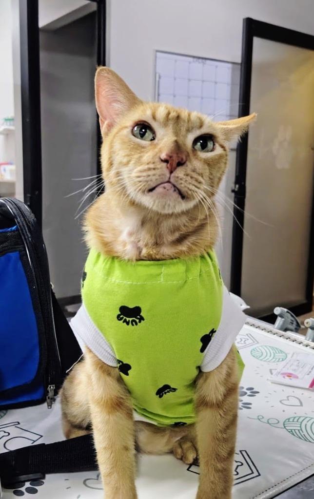 Enlarge Mac, a Adoptable mixed breed in Corral del Risco, NAY image 2/6