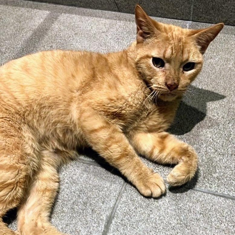 Mac, Adoptable, Adult Male Domestic Short Hair.