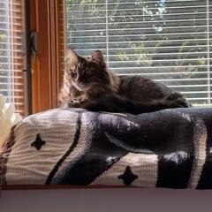 Enlarge Ruby and Maggie, a Adoptable Domestic Long Hair in Chicago, IL image 1/5