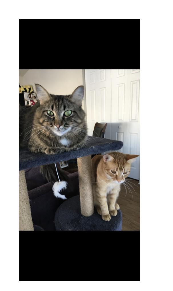 Enlarge Ruby and Maggie, a Adoptable Domestic Long Hair in Chicago, IL image 2/5