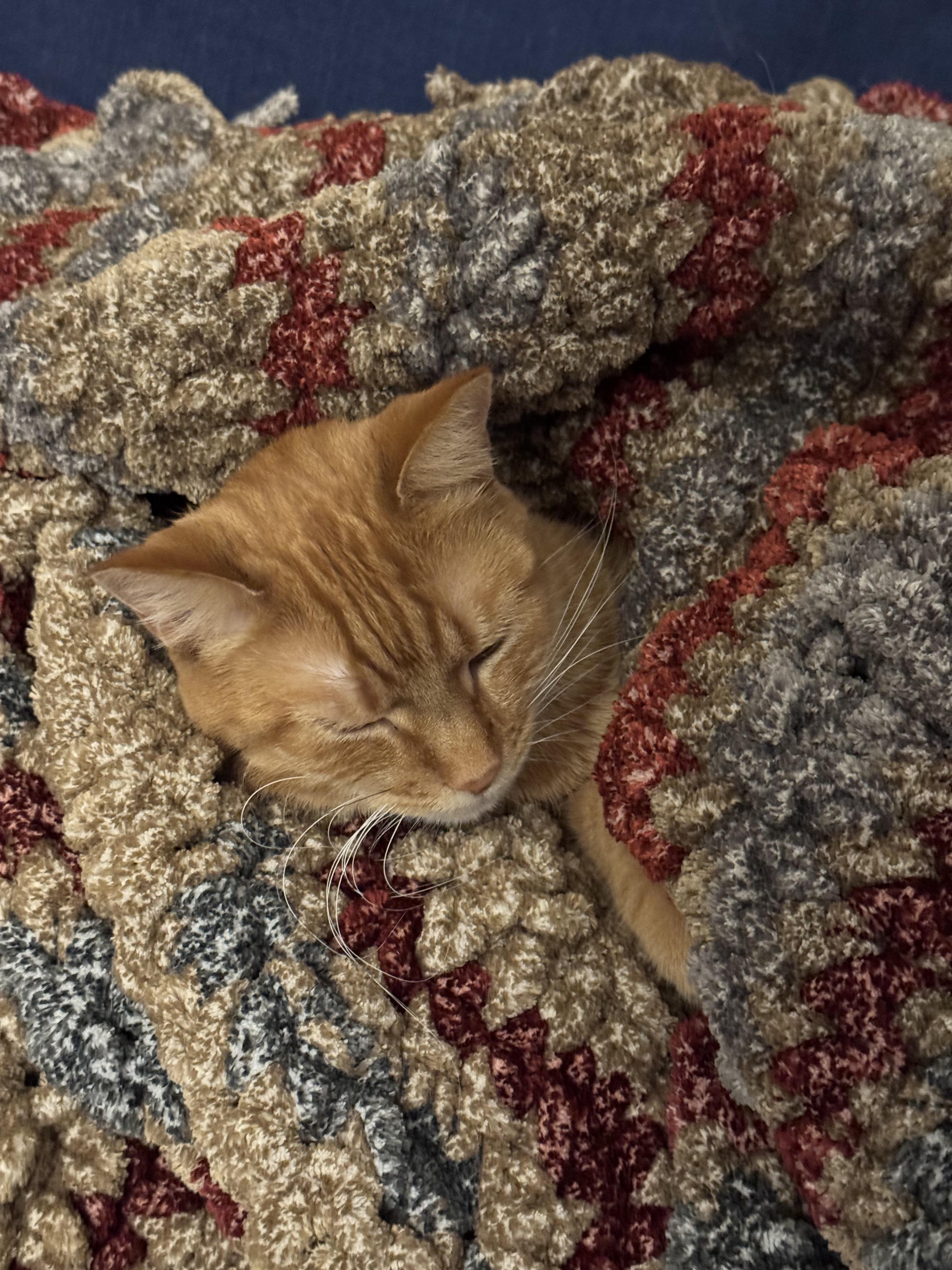 Enlarge Ruby and Maggie, a Adoptable Domestic Long Hair in Chicago, IL image 4/5