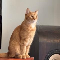 Enlarge Ruby and Maggie, a Adoptable Domestic Long Hair in Chicago, IL image 5/5