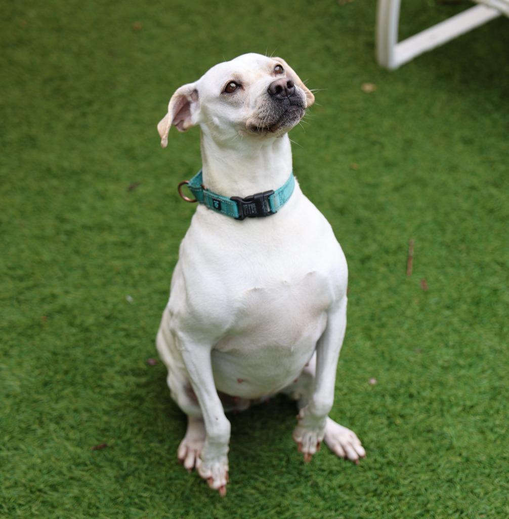 Enlarge Trinette, a Adoptable mixed breed in Sunrise Beach, MO image 1/2
