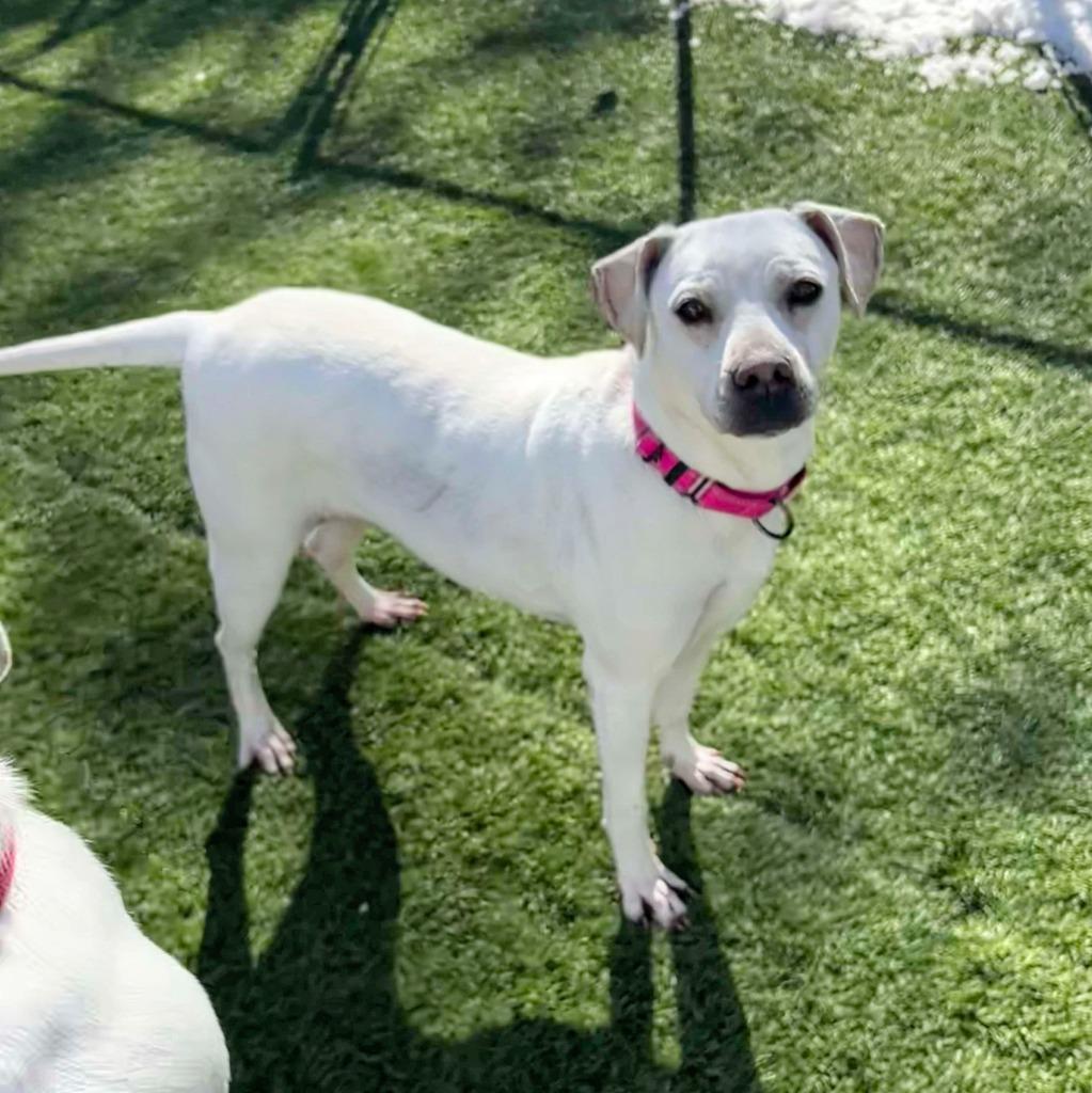 Trinette, Adoptable, Adult Female Boxer.