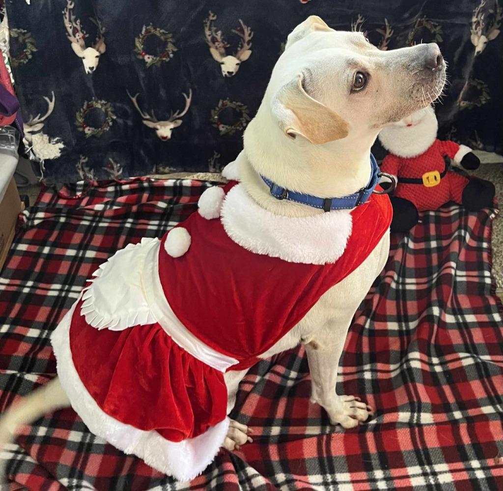 Enlarge Trinette, a Adoptable mixed breed in Sunrise Beach, MO image 2/4