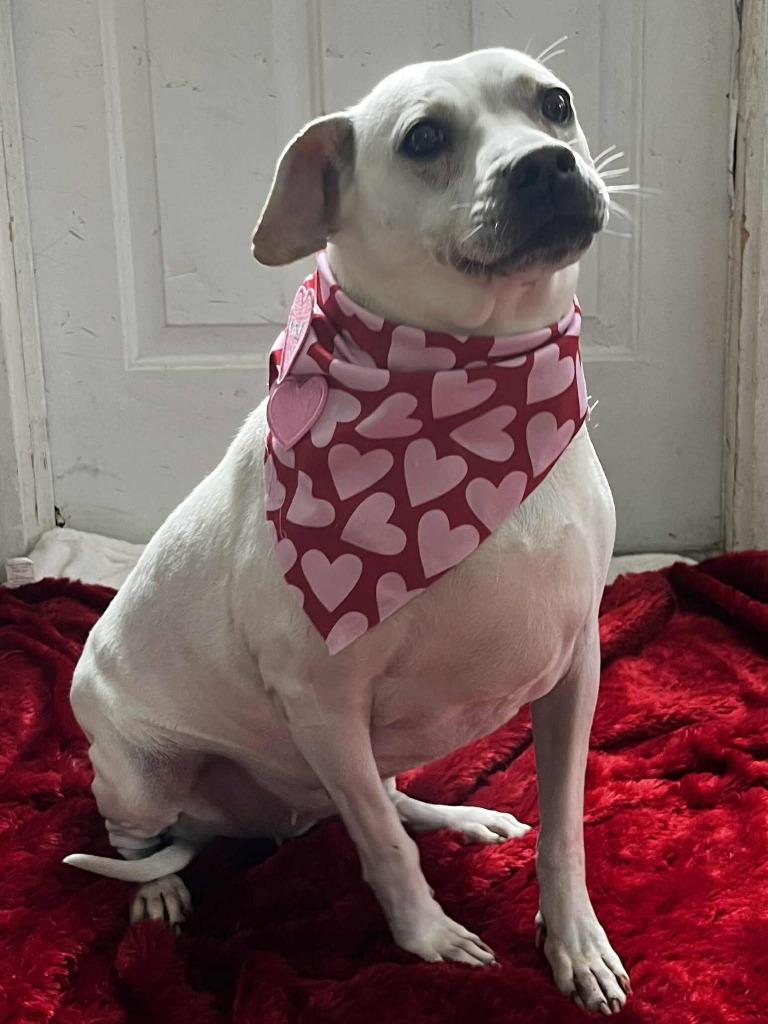 Enlarge Trinette, a Adoptable mixed breed in Sunrise Beach, MO image 3/4