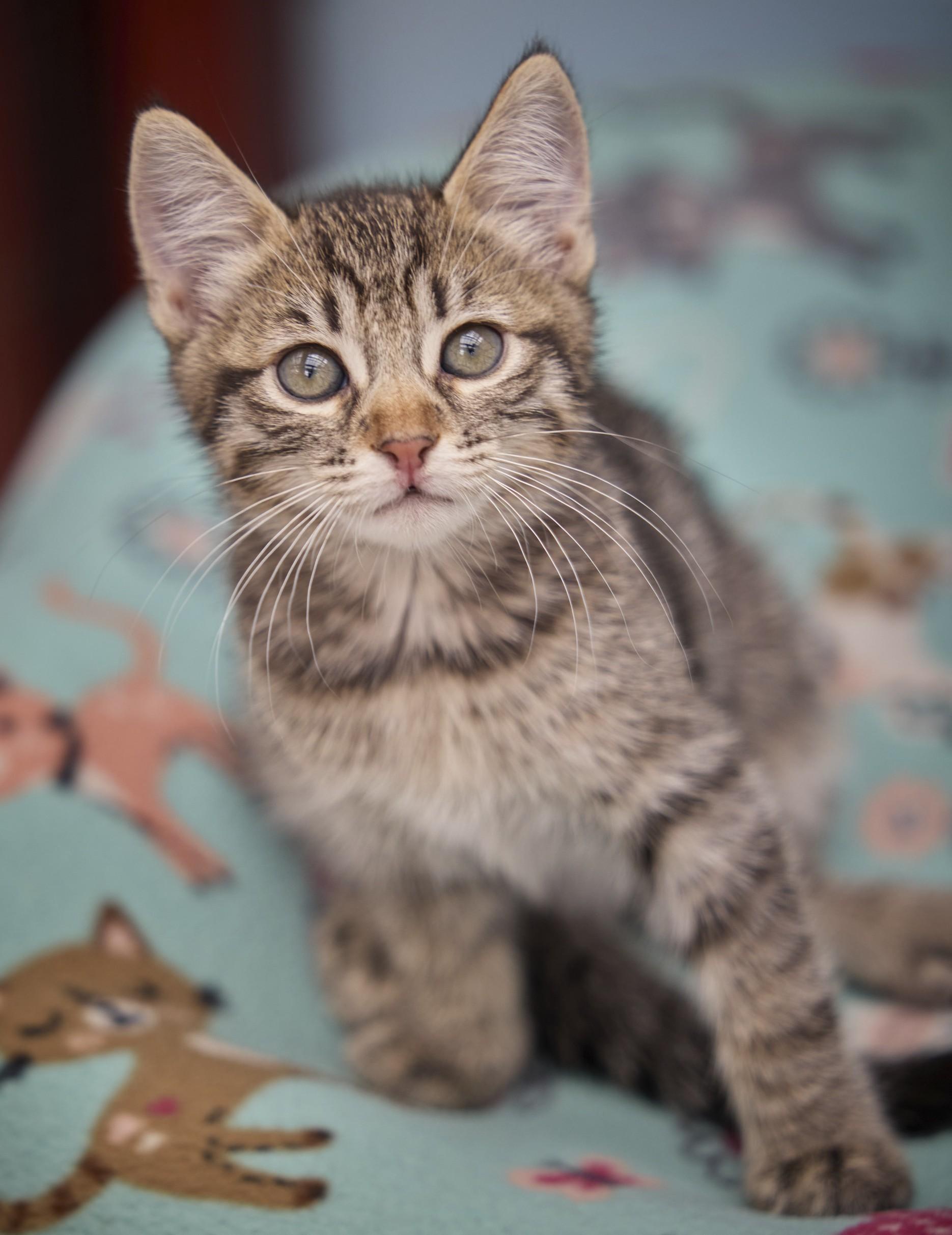 Calvin, Adopted, Kitten Male Tabby.