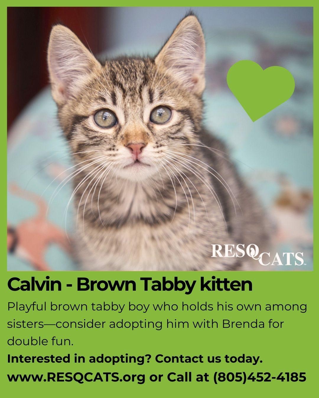 Enlarge Calvin, a Adopted Tabby in Santa Barbara, CA image 2/2