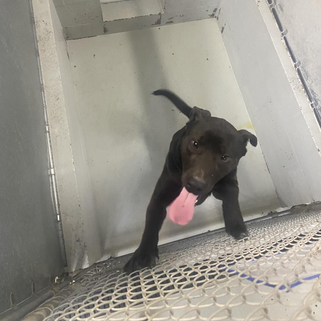 TJ 20, Adoptable, Young Male Labrador Retriever & Mixed Breed.