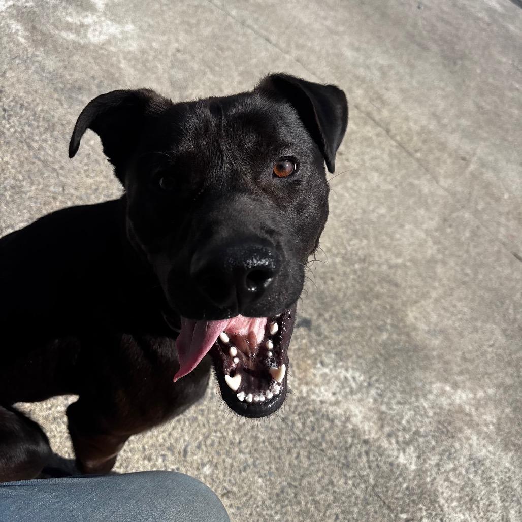 TJ 20, Adoptable, Young Male Labrador Retriever & Mixed Breed.