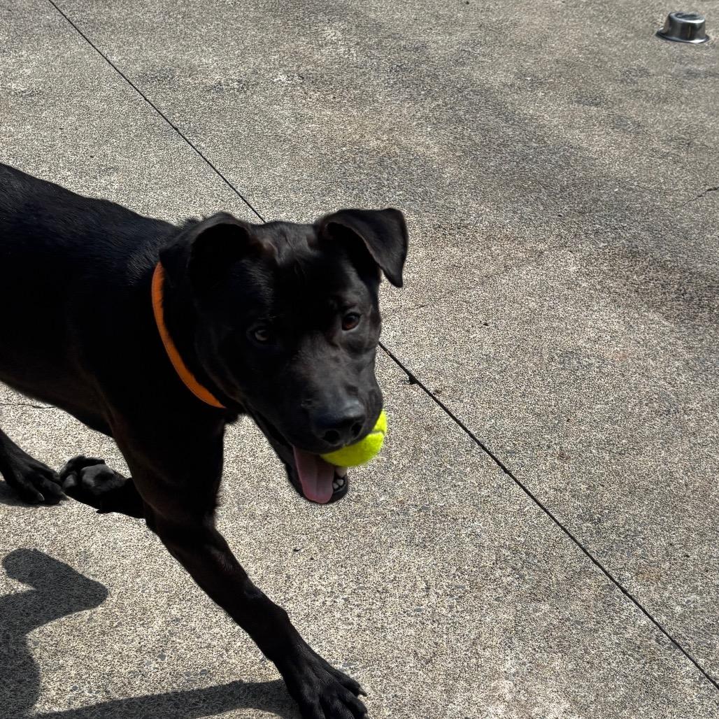 Enlarge TJ 20, a Adoptable mixed breed in Canastota, NY image 2/4