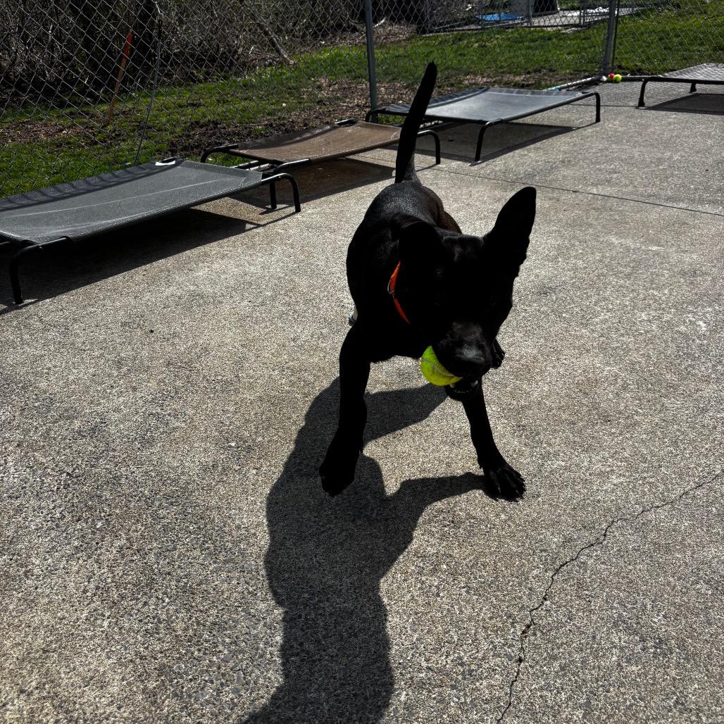 Enlarge TJ 20, a Adoptable mixed breed in Canastota, NY image 3/4