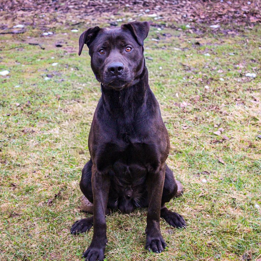 Enlarge TJ 20, a Adoptable mixed breed in Canastota, NY image 2/2