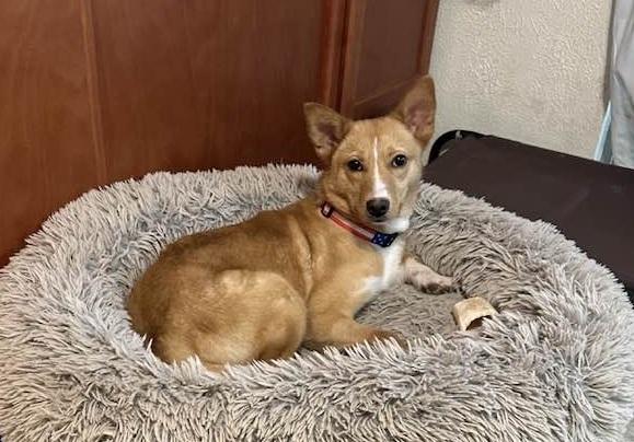 Enlarge Foxy, an adoption pending mixed breed in Temple, TX image 2/6