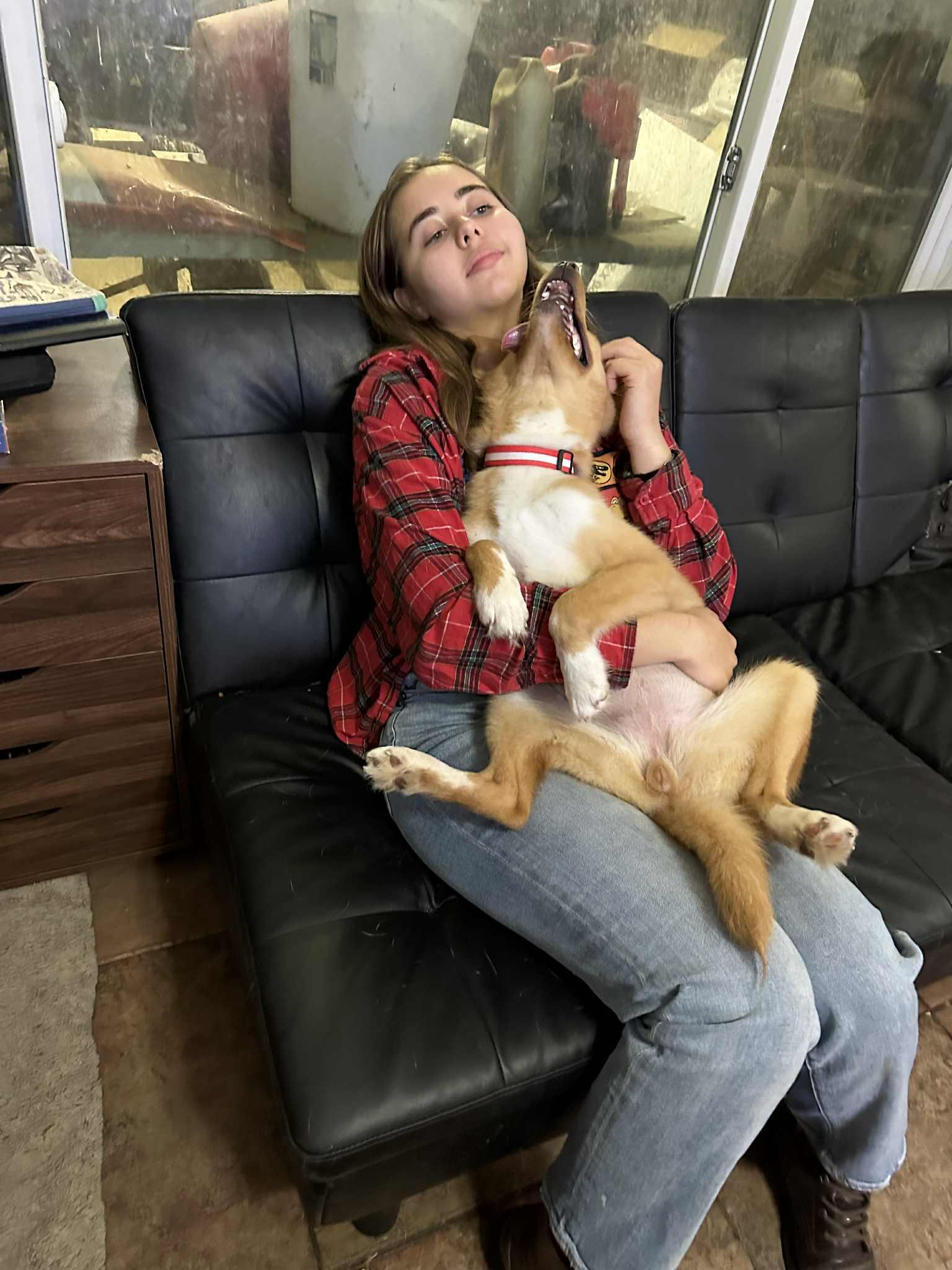 Foxy, a Adoptable mixed breed in Temple, TX image 2/5