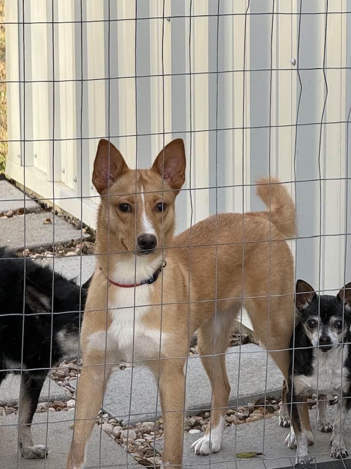 Foxy, adoptable, Young Female Terrier & Basenji.
