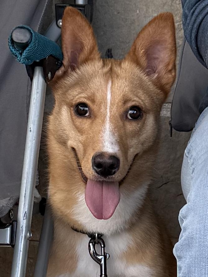 Enlarge Foxy, an adoption pending mixed breed in Temple, TX image 1/6