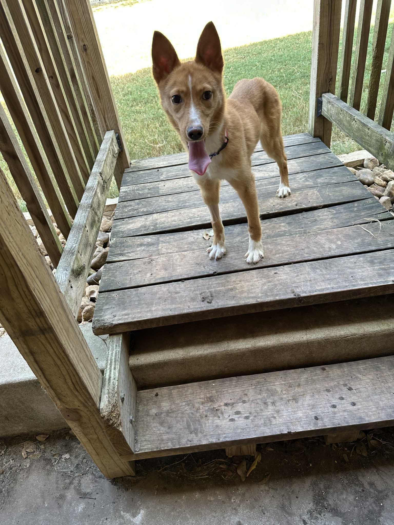 Enlarge Foxy, an adoption pending mixed breed in Temple, TX image 5/6